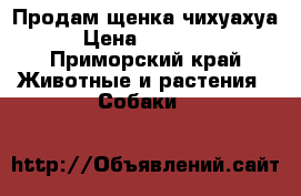 Продам щенка чихуахуа › Цена ­ 13 000 - Приморский край Животные и растения » Собаки   